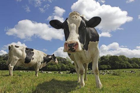 İngiltere'de yeni bir 'Deli Dana' vakası tespit Edildi