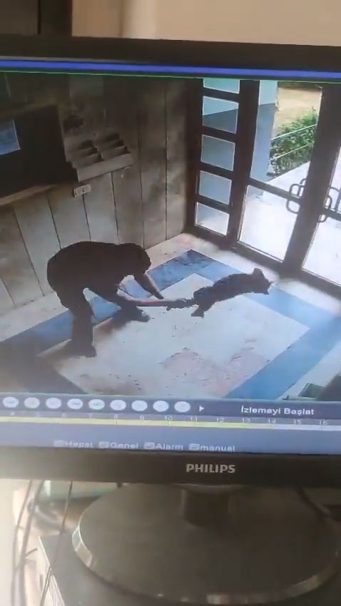Sokak kedisini dakikalarca işkence ederek öldürdü