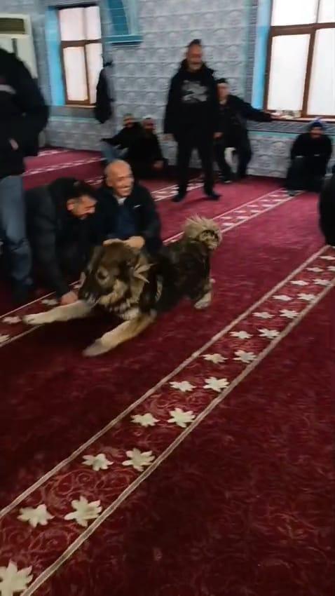 Camiye giren sokak köpeği, cemaatin arasında dolaştı