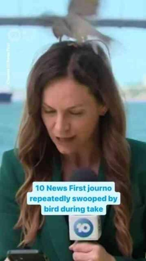 Canlı yayında kuş saldırısına uğramasına rağmen yayına devam eden spiker takdir topladı