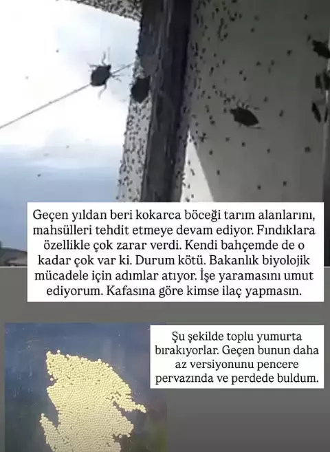 Kahverengi Kokarca Böceği Türkiye’yi Tehdit Ediyor: Karadeniz’den Marmara’ya Uzanan Tehdit ve Mücadele Çağrıları