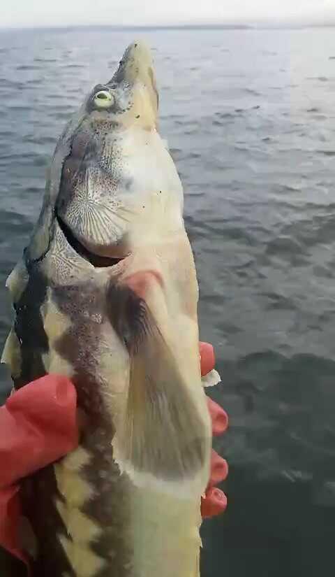 Nesli tükenmekte olan balık Tunceli'de yakalandı! Havyarı 2 milyon liraya satılıyor
