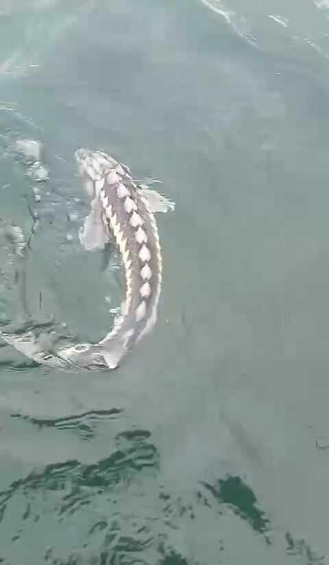 Nesli tükenmekte olan balık Tunceli'de yakalandı! Havyarı 2 milyon liraya satılıyor