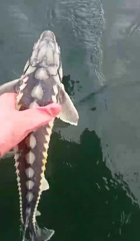 Nesli tükenmekte olan balık Tunceli'de yakalandı! Havyarı 2 milyon liraya satılıyor