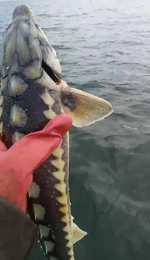 Nesli tükenmekte olan balık Tunceli'de yakalandı! Havyarı 2 milyon liraya satılıyor