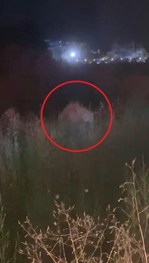 İlçe diken üstünde! Firari aslan bir kişiyi yaralayıp kayıplara karıştı