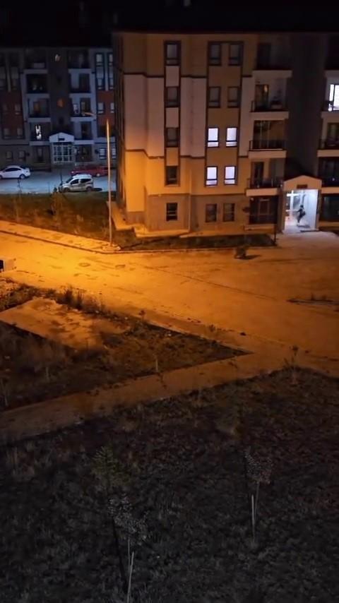 Şehre inen ayı vatandaşı böyle kovaladı