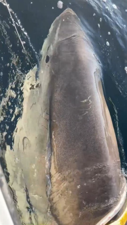 Atlantik'te yakalanan en büyük beyaz köpekbalığı bilim dünyasını şaşırttı