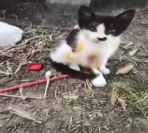 Eyüpsultan'da kedilere asit saldırısı yapan şüpheli gözaltına alındı