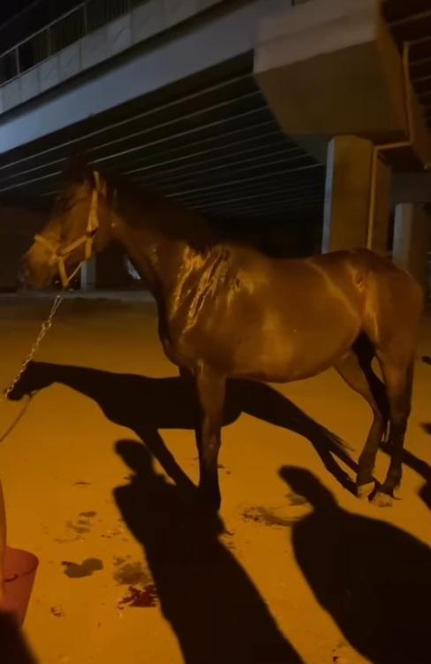 Bir dönem Türkiye'nin en zengin iş adamıydı! Çiftliğindeki yarış atları kaçtı