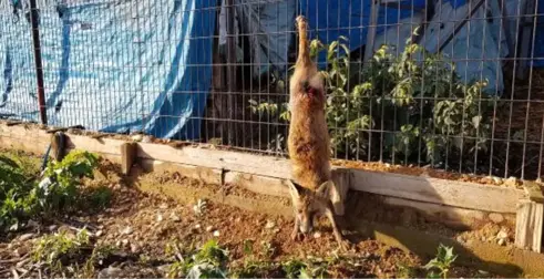 Yavru Tilkinin Kuyruğunu Kesip, Ayaklarından Tellere Astılar