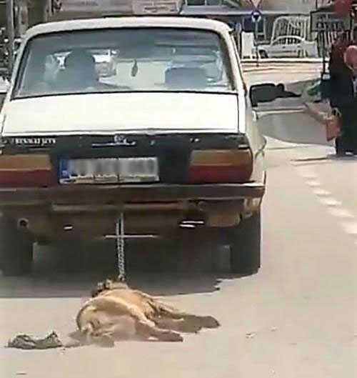 Köpeği araca bağlayıp sürükleyerek öldüren şahsın savunmasına tepki