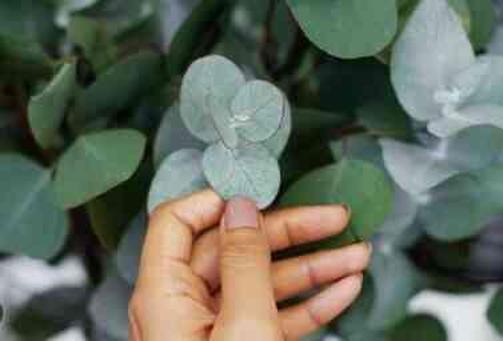 Hafızayı güçlendiren kokular neler? Hangi koku unutkanlığa iyi gelir?