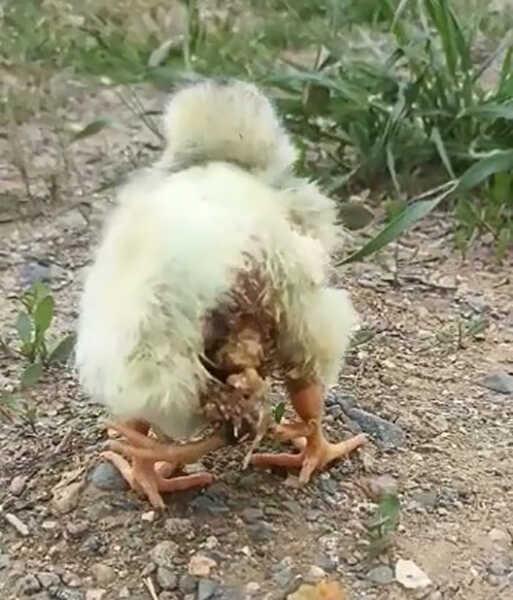 Yumurtadan çıkan 4 bacaklı civciv köylüleri şaşkına çevirdi