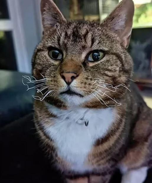 Belediye meclis üyesi, uzaktan kumandalı patlayıcıyla kediyi havaya uçurmaya çalıştı