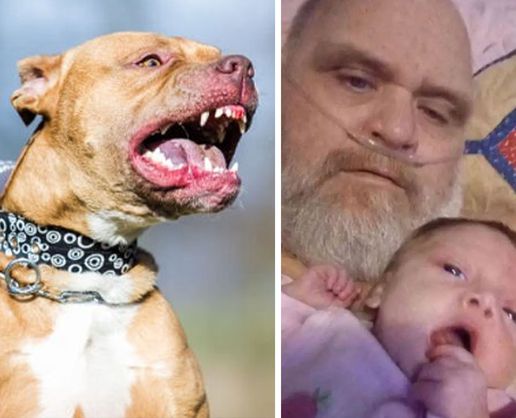 >ABD'de 7 pitbull cinsi köpek, dede ve 3 aylık torununu parçalayarak öldürdü