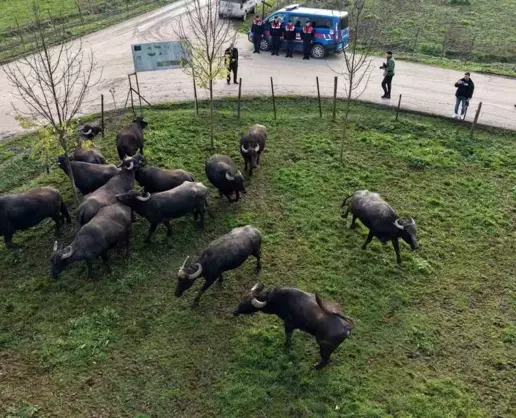 >Düzce'de manda yetiştiriciliğine güçlü destek