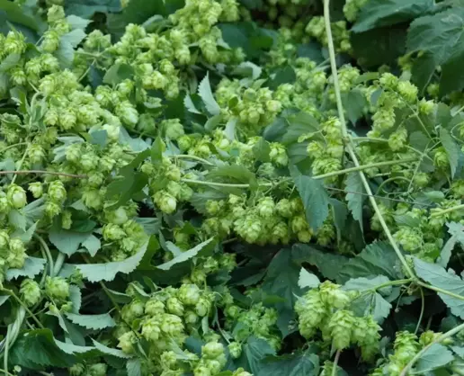 >Türk çiftçisi çöpe atıyor, Avrupa'da kilosu 35 bin TL'den satılıyor