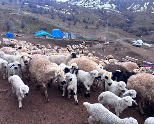 >Erzincan'da baharın gelişiyle koyun-kuzu buluşmaları renkli görüntüler sundu