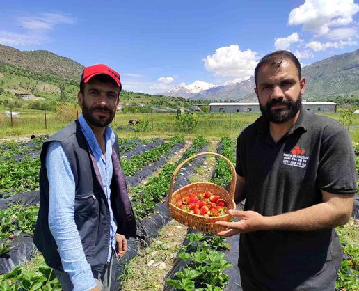 >Batman'da organik Sason çileğinde yılın ilk hasadı başladı