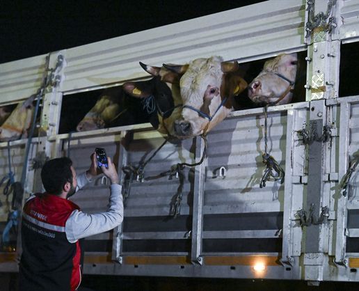 >İstanbul'a kurbanlık hayvan girişleri başladı