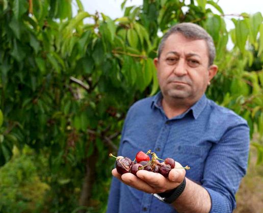 >Tokat'ta aşırı yağış kirazı vurdu