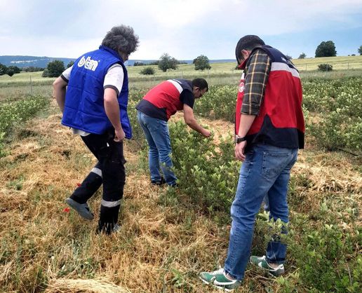 >Domaniç'te aronya üretimine yönelik teknik çalışmalar sürüyor