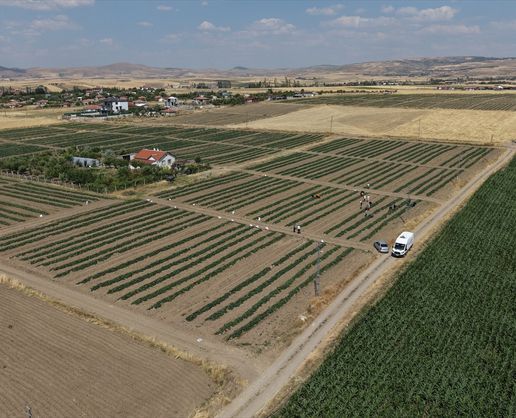 >Çubuk'ta salatalık hasat başladı