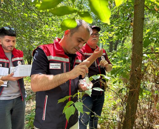>Edirne'de 'kahverengi kokarca'ya karşı doğaya 728 'samuray arıcığı' salındı