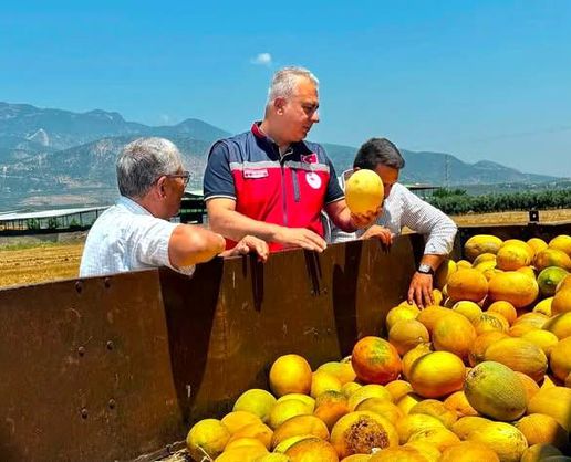 >Tescilli Kırıkhan kavununda hasat devam ediyor