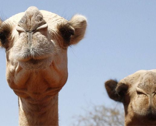 Develer bile dayanamıyor: Afrika'da aşırı sıcaklar çölün gemilerini vuruyor