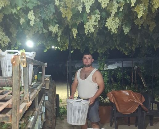 Manisa'da Üzüm Üreticisine Gece Mesaisi