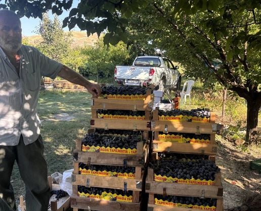 Cimin Üzümü Hasadı Başladı: Kilosu 200 TL