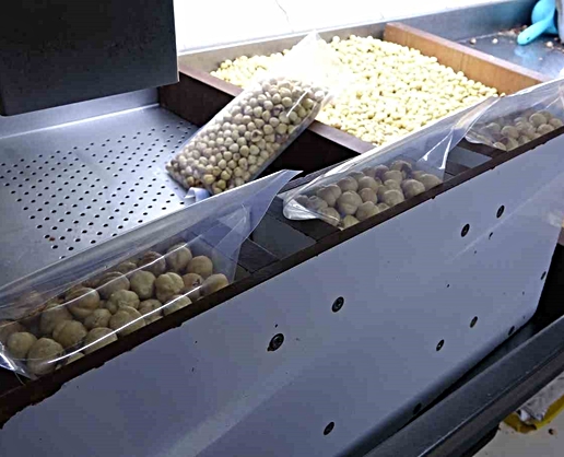 Fındıkta hasat sezonu tamamlandı; kırım, kavurma ve paketleme çalışmaları başladı