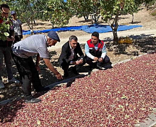 Denizli Güney'de Antep fıstığı hasadı başladı, ilk ürün toplandı