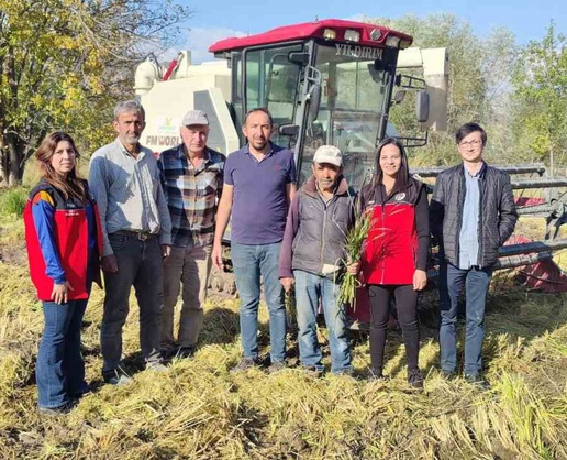 Bolu Seben'de çeltik hasadı, İlçe Tarım ve Orman Müdürü'nün katılımıyla yapıldı