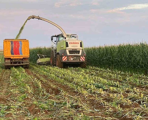 Araban Ovası'nda silajlık mısır hasadı sürüyor, dönümde 4-5 ton verim alınıyor