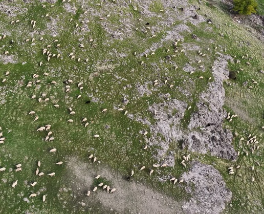 Tunceli'de küçükbaş üreticisi yem ve maliyetlerden yakınıyor, bir torba yem 1200 lira