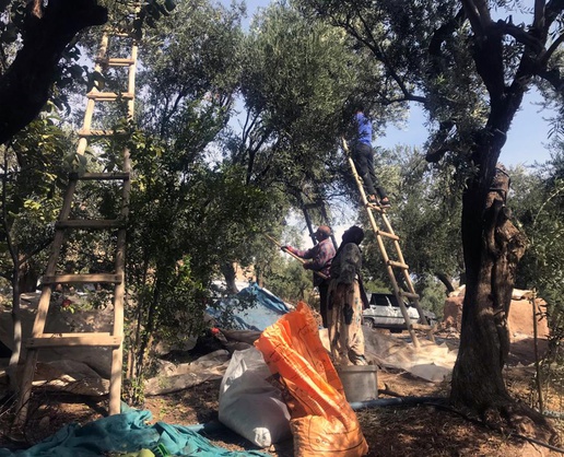 Mardin Derik'te tescilli zeytin hasadı başladı, sofralık kilosu 400 liradan satılıyor