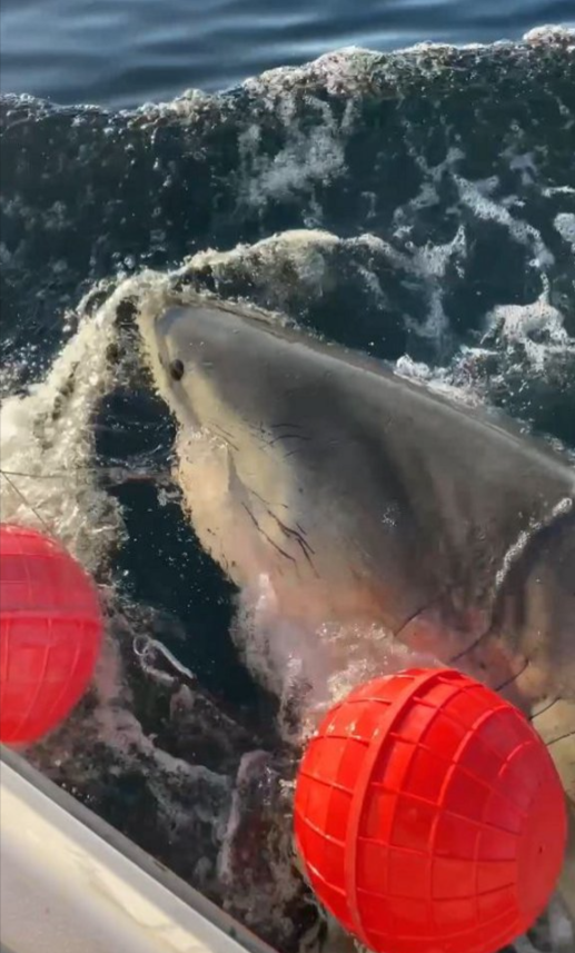 Atlantik'te yakalanan en büyük beyaz köpekbalığı bilim dünyasını şaşırttı