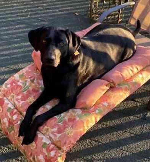 Ormanda kaybolan kadın, 72 saat sonra kocasının cesedinin yanında sağ bulundu