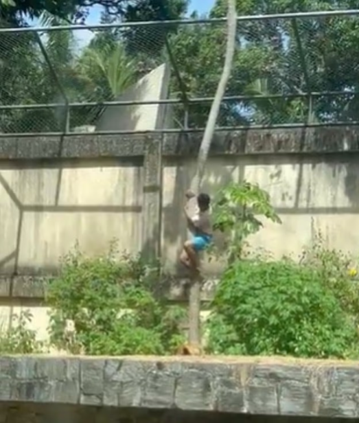 Tutkusu sonu oldu! 6 metrelik duvarı aşıp aslan kafesine girdi, sonrası facia