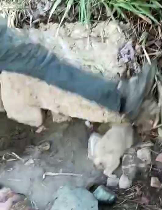 Hatay'da köpeğe işkence kamerada