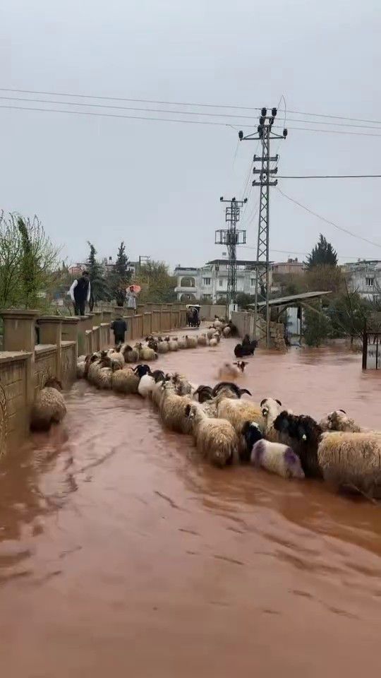 Hatay'da sel alarmı: Çoban kuzuları son anda kurtardı