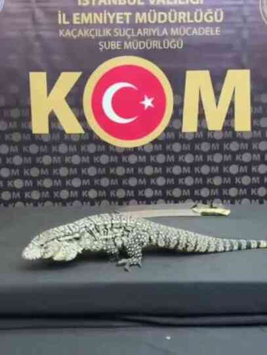 Hayvan kaçakçılarına polis operasyonu! Tam 565 egzotik tür ele geçirildi
