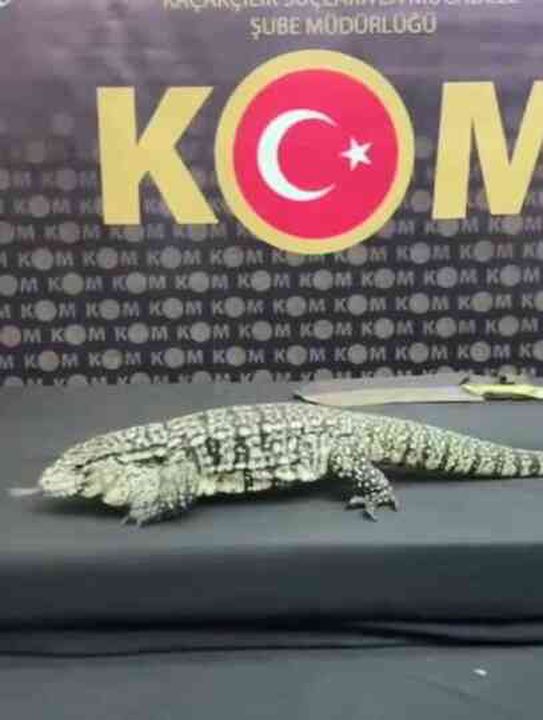 Hayvan kaçakçılarına polis operasyonu! Tam 565 egzotik tür ele geçirildi