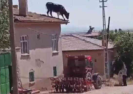 Kaçan boğa binanın çatısına çıktı! Sahipleri bin bir zorlukla yakaladı