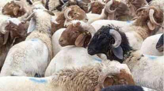 Kurban vekaleti nasıl verilir? Vekalet yoluyla kurban kesilir mi?