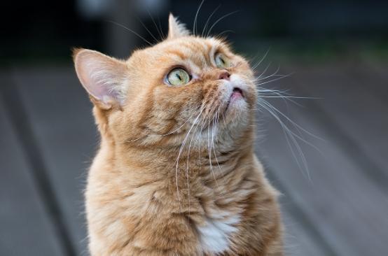 Rüyada kedi görmek nedir ne anlama gelir? Rüyada yavru kedi görmek tabiri nedir?