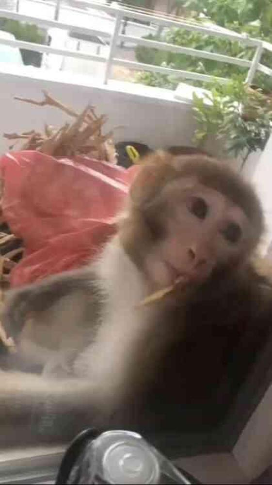 Çorum'da evden kaçan maymun mahalleyi birbirine kattı, 1 kişi yaralandı